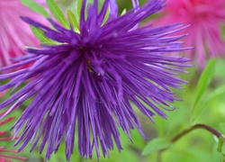 Niebieski, Aster