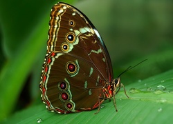 Motyl, Liść, Rosa