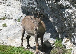 Koziorożec Alpejski, Skały, Trawa