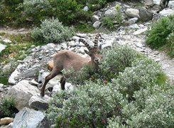 Koziorożec Alpejski, Kamienie, Krzaczki