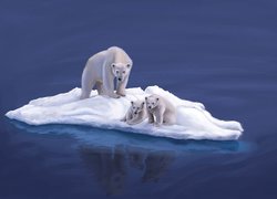 Niedźwiedzie, Polarne, Kra