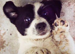 Szczeniak, Border Collie