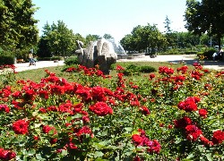 Park, Róże, Drzewa, Fontanna