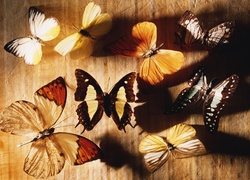 Grafika, Motyle, Kolorowe
