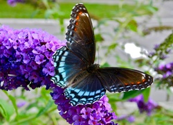Piękny, Motyl, Fioletowy, Kwiat