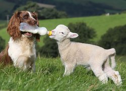 Pies, Springer spaniel angielski, Owieczka