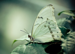 Motyl, Liść