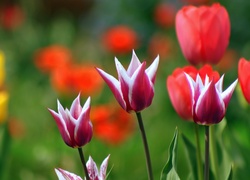 Kolorowe, Tulipany