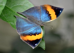 Zielony, Liść, Kolorowy, Motyl