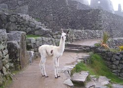 Lama, Mury