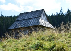 Bacówka, Las, Zakopane, Polska