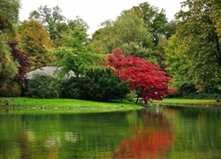 Park, Drzewa, Małe, Jeziorko