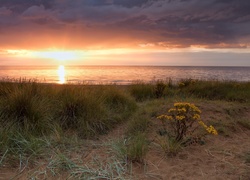 Zachód, Słońca, Plaża, Roślinność