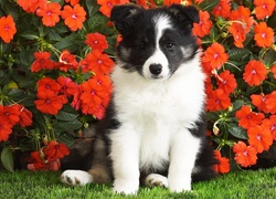 Piesek, Border Collie, Czerwone, Kwiatki