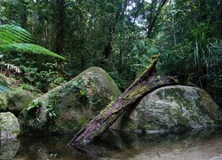 Park Narodowy, Daintree, Australia, Drzewa, Kamienie