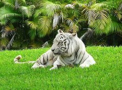 Tygrys Bengalski, Trawa, Palmy