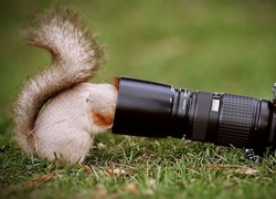 Wiewiórka, Aparat, Fotograficzny