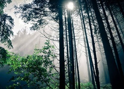 Las, Drzewa, Przebijające, Światło