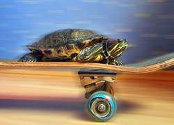 Żółw, Na, Deskorolce, Prędkość