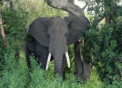 Słonie, Sawanna, Afryka