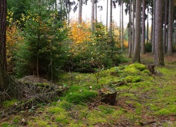 Las, Jesienią