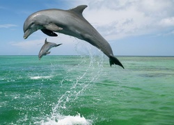 Dwa, Delfiny, Morze
