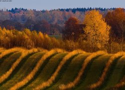 Las, Pofalowane, Pole, Łąka, Krzewy