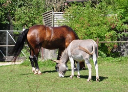 Osiołek, Koń, Łąka