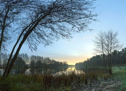 Jezioro, Zarośla, Drzewa