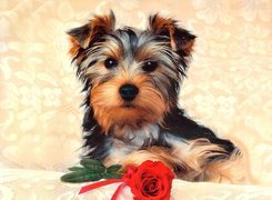 Pies, Yorkshire Terrier, Róża