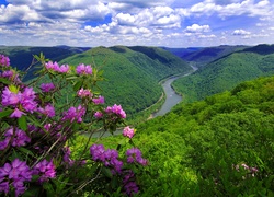 Góry, Rzeka, Kwitnący, Rododendron