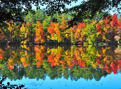 Jezioro, Drzewa, Jesienny, Las