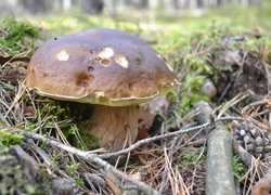 Borowik Szlachetny, Runo, Leśne