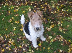 Lakeland Terrier, Liście, Trawa