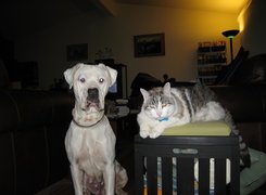 Kotek, Amstaff
