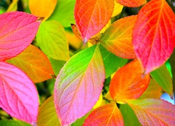Kolorowe, Liscie, Jesieni