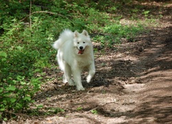 Piesek, Samojed, Ziemia, Zieleń