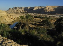 Pustynia, Piasek, Palmy, Oaza, Oman
