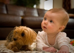 Dziecko, Piesek, Yorkshire Terrier