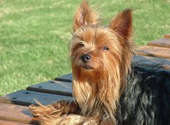 Piesek, Yorkshire Terrier, Deski