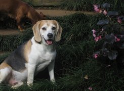 Piesek, Beagle, Trawa, Kwiatki