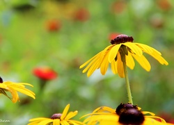 Żółte, Kwiaty, Rudbekia