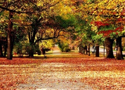 Park, Drzewa, Liście