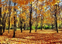 Park, Drzewa, Liście, Jesień