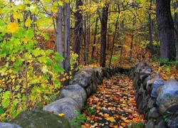 Las, Ścieżka, Drzewa, Liście, Jesień