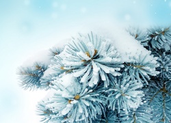 Gałązka, Sosnowa, Zima