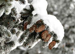 Choinka, Szyszki, Śnieg, Zima