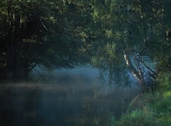 Rzeka, Mgła, Brzoza, Liście, Trawa