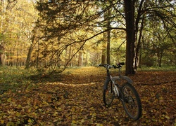 Park, Drzewa, Jesień, Rower