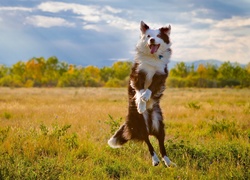 Border collie, Łąka